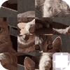 Puzzle cu pisici