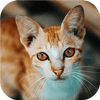 Provocarea Puzzle-ului Cat-Tastic